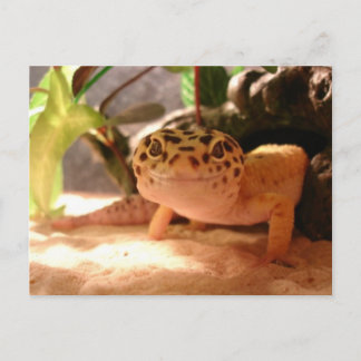 Leopard Geckoはがき ポストカード