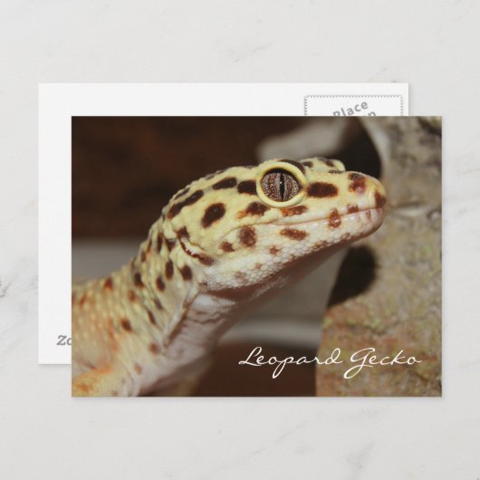 Leopard Geckoはがき ポストカード (正面/裏面)