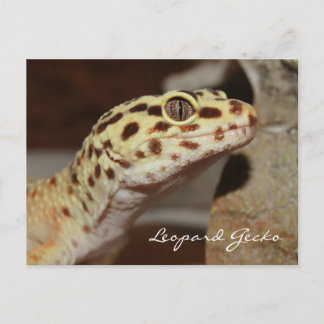 Leopard Geckoはがき ポストカード