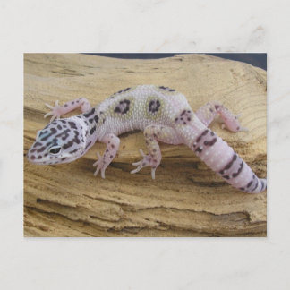 Leopard Geckoはがき ポストカード