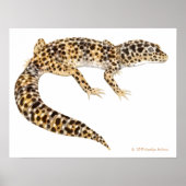 Leopard Gecko Art Print ポスター (正面)