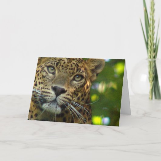 Leopard Greeting Card カード (正面)