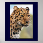 Leopard Head Shot ポスター (正面)