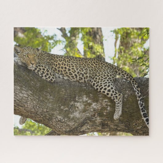 Leopard in Tree自然写真 ジグソーパズル (横)