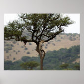 Leopard in Tree – Safari Wildlife Fine Art Print ポスター (正面)