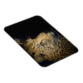 Leopard、Kruger National素晴らしの接写 マグネット (右側)