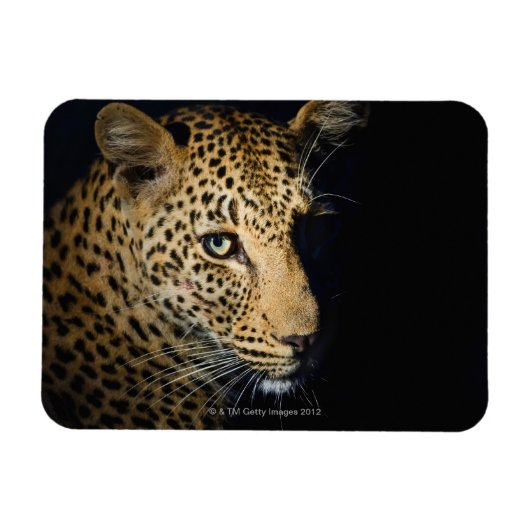 Leopard、Kruger National素晴らしの接写 マグネット (横)