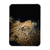 Leopard、Kruger National素晴らしの接写 マグネット (縦)
