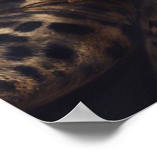 *Leopard Lady – ポスター (角)