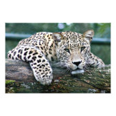 Leopard on a Log フォトプリント (正面)