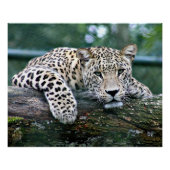 Leopard on a Log ポスター (正面)