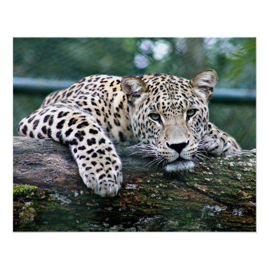 Leopard on a Log ポスター (正面)
