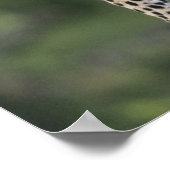 Leopard, (Panthera pardus)，ケニア，マサイマラ ポスター (角)