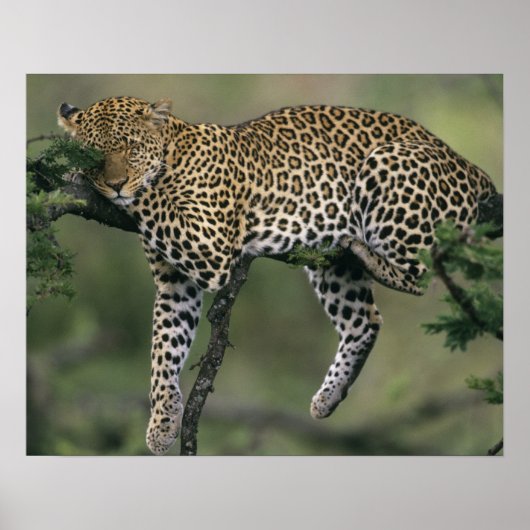 Leopard, (Panthera pardus)，ケニア，マサイマラ ポスター (正面)