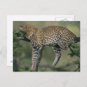Leopard, (Panthera pardus),ケニア,マサイマラ ポストカード (正面/裏面)