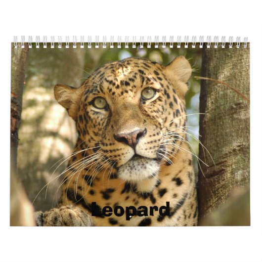 LeopardCheetaro013のヒョウ カレンダー (カバー)