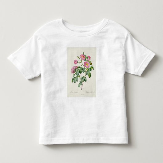 「LesのバラからのローザMollissima、 トドラーTシャツ (正面)