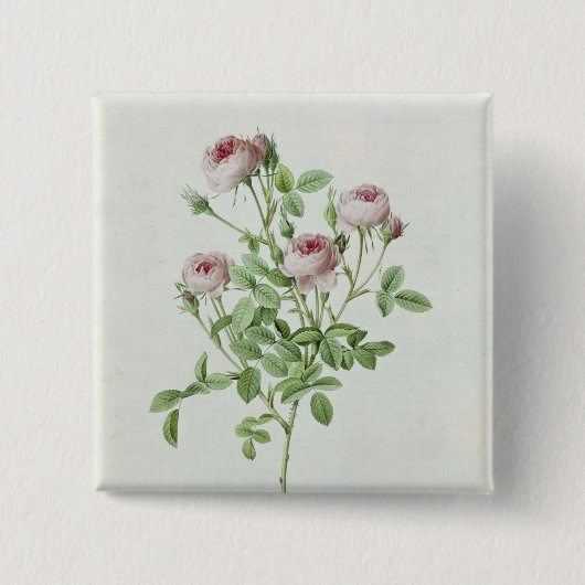 「LesのバラからのローザPomponia、 缶バッジ (正面)