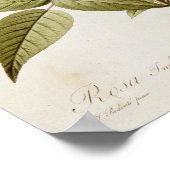 LesバラよりRosa Indica Vulgaris ポスター (角)