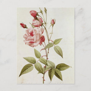 LesバラよりRosa Indica Vulgaris ポストカード
