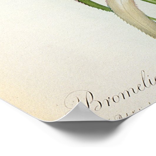 Les BromeliacesのBromelia Ananas ポスター (角)