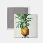 Les BromeliacesのBromelia Ananas マグネット (正面/裏面)