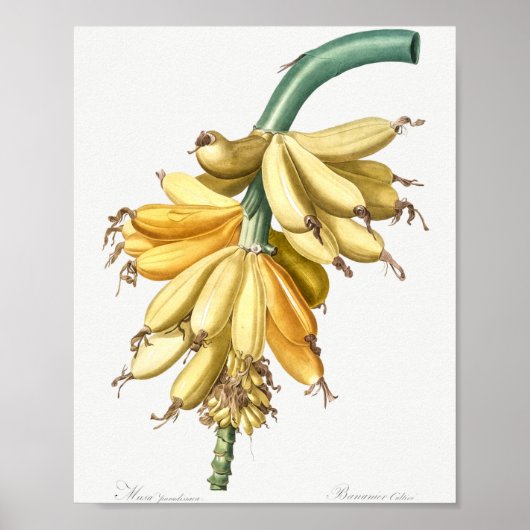 Les liliaceesのバナナ(1805)ピエール・ジョセフ ポスター (正面)