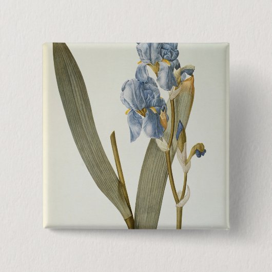 "Les Liliacees」からのアイリスPallida、1812年 缶バッジ (正面)