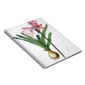 「Les Liliacees」からのアマリリスのベラドンナ、engrav ノートブック (右側)