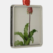 "Les Liliacees」からのVeltheimiaのCapensis、c.1805 メタルオーナメント (右)