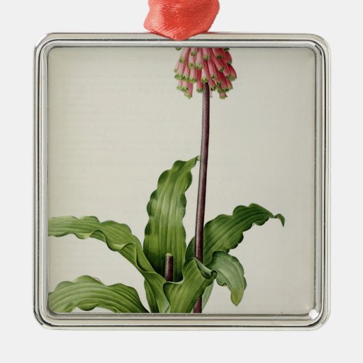 "Les Liliacees」からのVeltheimiaのCapensis、c.1805 メタルオーナメント (正面)