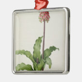 "Les Liliacees」からのVeltheimiaのCapensis、c.1805 メタルオーナメント (左)