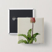 "Les Liliacees」からのVeltheimiaのCapensis、c.1805 缶バッジ (正面&裏面)