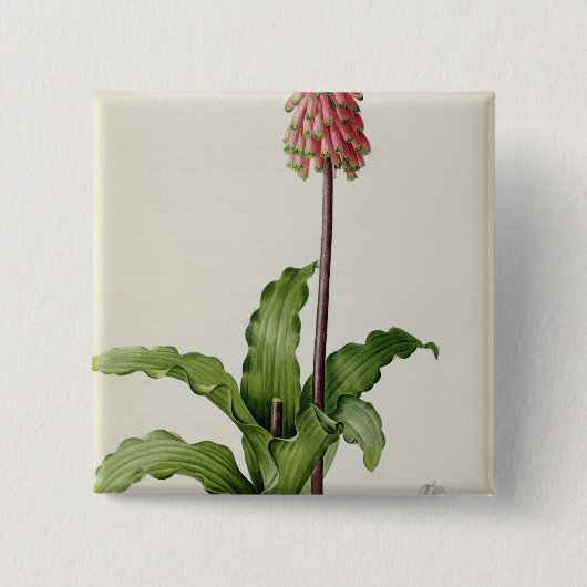 "Les Liliacees」からのVeltheimiaのCapensis、c.1805 缶バッジ (正面)