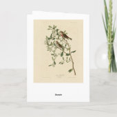 Lesser (Common) Red-Poll, Audubon Birds of America カード (裏面)