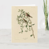 Lesser (Common) Red-Poll, Audubon Birds of America カード (正面)