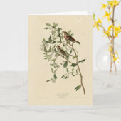 Lesser (Common) Red-Poll, Audubon Birds of America カード (黄色い花)