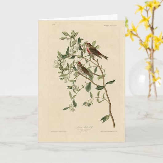 Lesser (Common) Red-Poll, Audubon Birds of America カード (黄色い花)