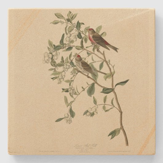 Lesser (Common) Red-Poll, Audubon Birds of America ストーンコースター (正面)