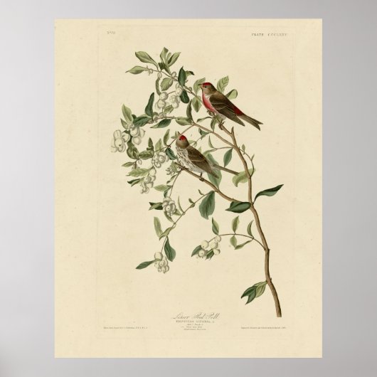 Lesser (Common) Red-Poll, Audubon Birds of America ポスター (正面)