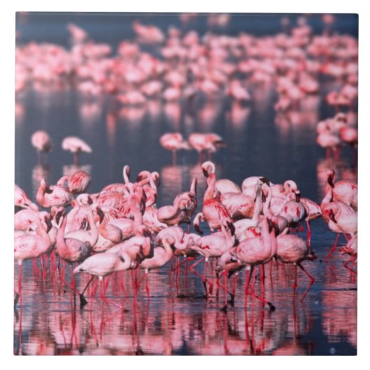 Lesser Flamingos (Phoeniconaias minor)，アフリカ， タイル (正面)