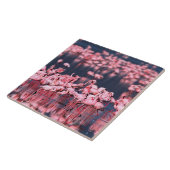 Lesser Flamingos (Phoeniconaias minor)，アフリカ， タイル (側面)