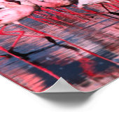 Lesser Flamingos (Phoeniconaias minor)，アフリカ， ポスター (角)