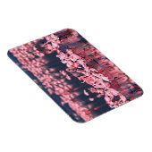 Lesser Flamingos (Phoeniconaias minor)，アフリカ， マグネット (右側)