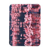 Lesser Flamingos (Phoeniconaias minor)，アフリカ， マグネット (縦)