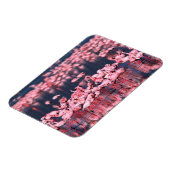 Lesser Flamingos (Phoeniconaias minor)，アフリカ， マグネット (左側)