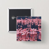 Lesser Flamingos (Phoeniconaias minor)，アフリカ， 缶バッジ (正面&裏面)