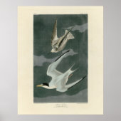 Lesser (Least) Tern - Audubon's Birds of America ポスター (正面)