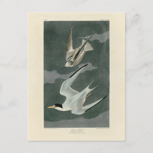 Lesser (Least) Tern - Audubon's Birds of America ポストカード (正面)