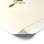 Lesser Red-Poll by Audubon Poster ポスター (角)